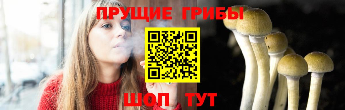 Псилоцибиновые грибы Psilocybe Вятские Поляны